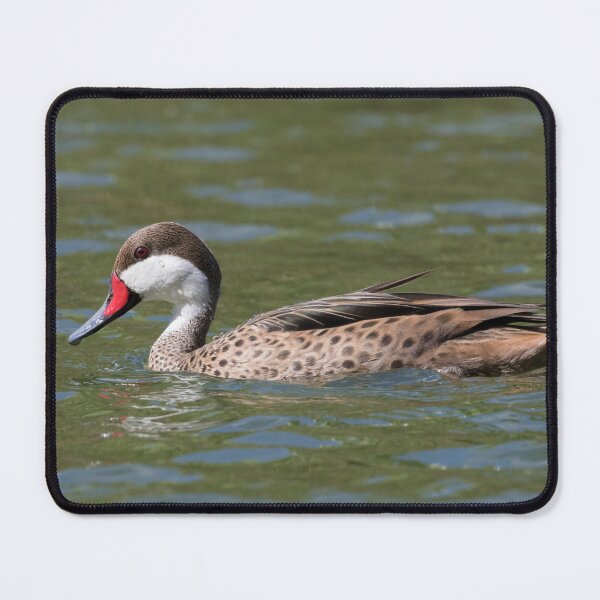 Item preview, White Cheeked Pintail designed and sold by LaurenTucker.
