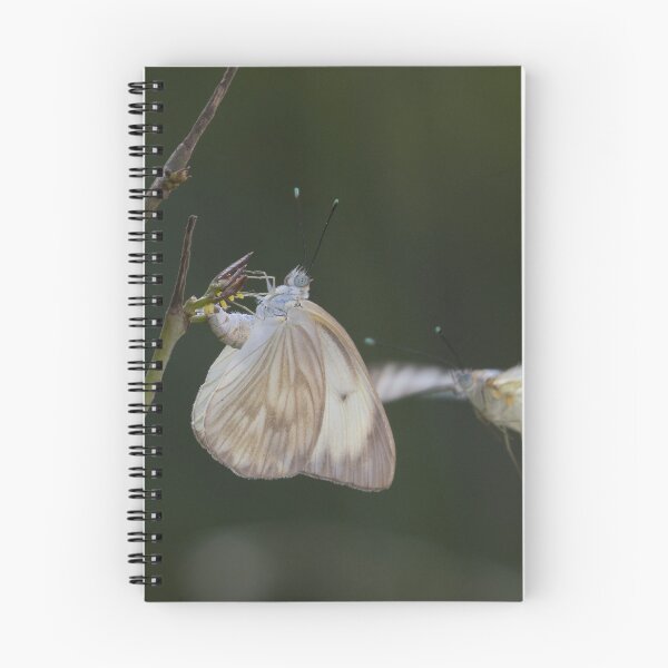 Item preview, Great Southern White designed and sold by LaurenTucker.
