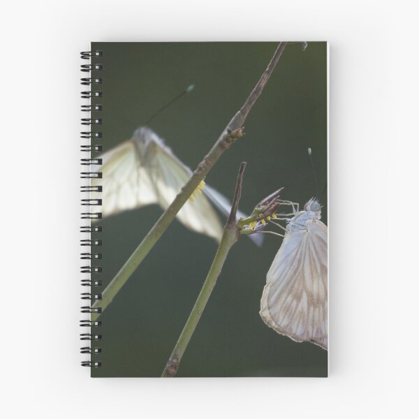 Item preview, Great Southern White designed and sold by LaurenTucker.
