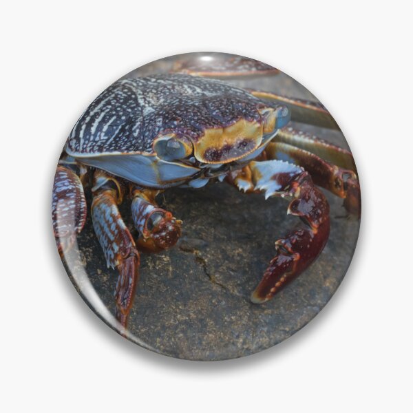 Item preview, Sally Lightfoot Crab designed and sold by LaurenTucker.