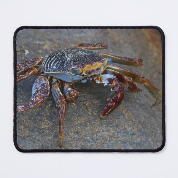 Item preview, Sally Lightfoot Crab designed and sold by LaurenTucker.