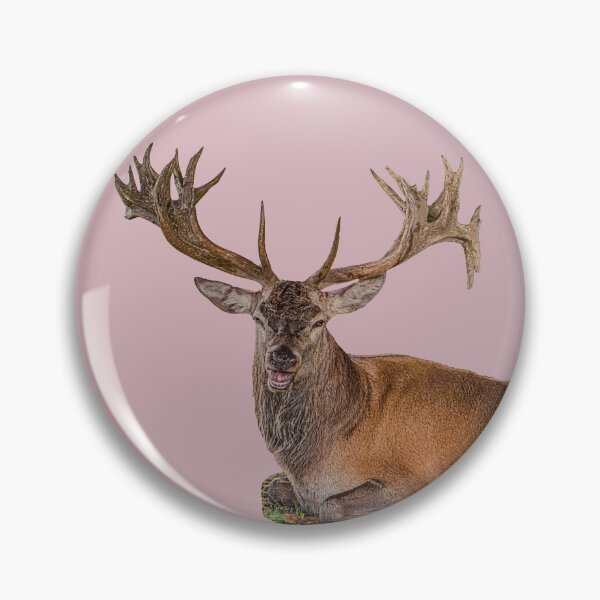 Item preview, Red Deer Stag having a rest designed and sold by Dalyndigital Photography.