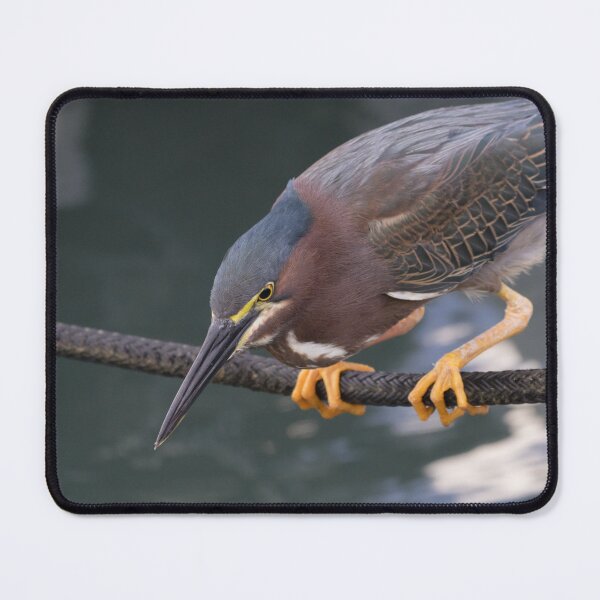 Item preview, Green Heron designed and sold by LaurenTucker.