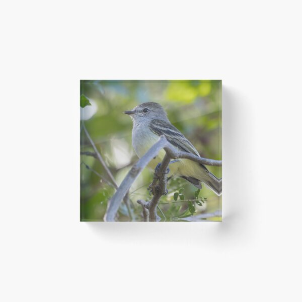 Item preview, Northern Scrub Flycatcher designed and sold by LaurenTucker.