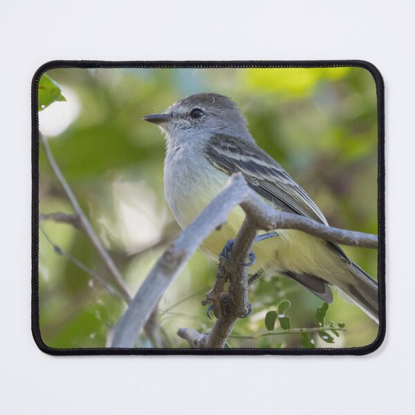 Item preview, Northern Scrub Flycatcher designed and sold by LaurenTucker.