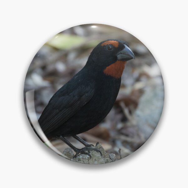 Item preview, Greater Antillean Bullfinch designed and sold by LaurenTucker.