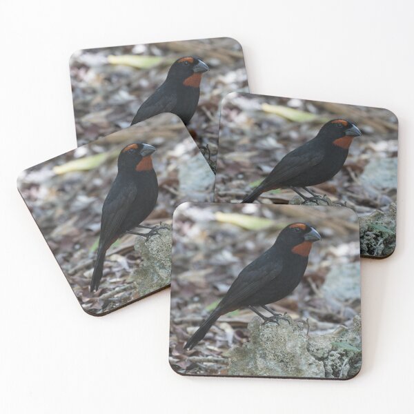 Item preview, Greater Antillean Bullfinch designed and sold by LaurenTucker.