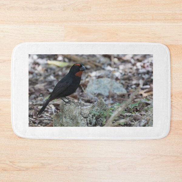 Item preview, Greater Antillean Bullfinch designed and sold by LaurenTucker.