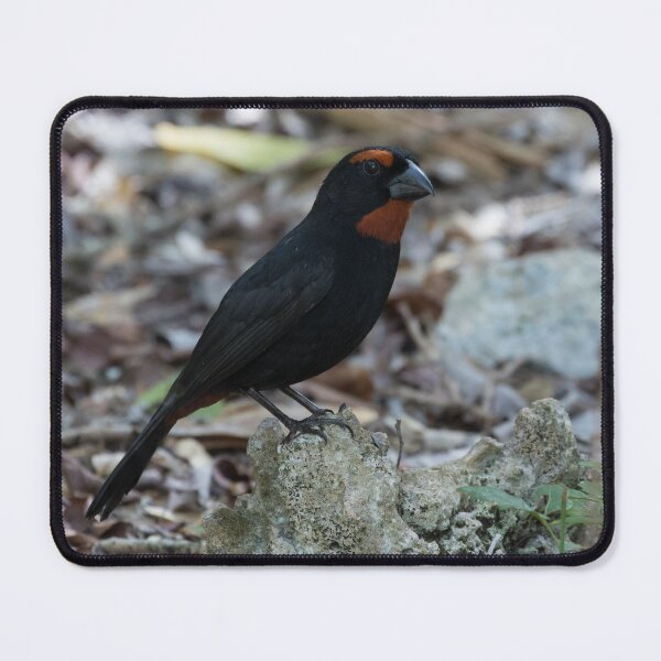 Item preview, Greater Antillean Bullfinch designed and sold by LaurenTucker.