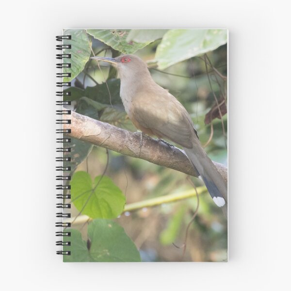 Item preview, Puerto Rican Lizard-Cuckoo designed and sold by LaurenTucker.