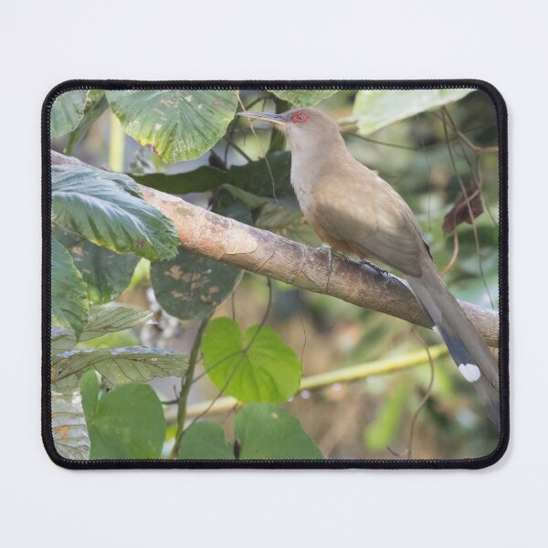 Item preview, Puerto Rican Lizard-Cuckoo designed and sold by LaurenTucker.