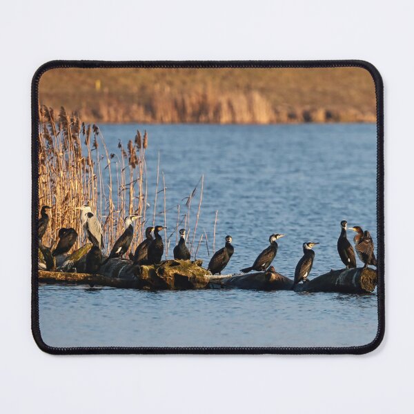 Item preview, A flock of cormorants on a log submerged in the lake in spring. designed and sold by NaturePhotography.