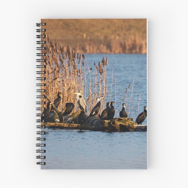 Item preview, A flock of cormorants on a log submerged in the lake in spring. designed and sold by NaturePhotography.