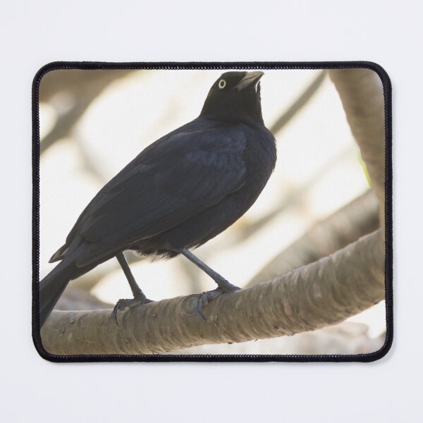 Item preview, Greater Antillean Grackle designed and sold by LaurenTucker.