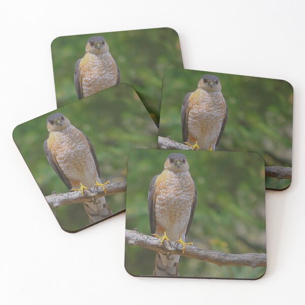 Item preview, A peregrine falcon on a branch designed and sold by Production Art Manon Meilleur.