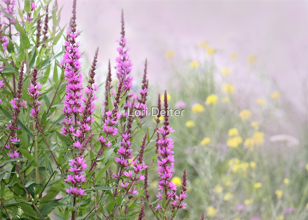 PURPLE LOOSESTRIFE By Lori Deiter Redbubble   Flat,1000x1000,075,f 