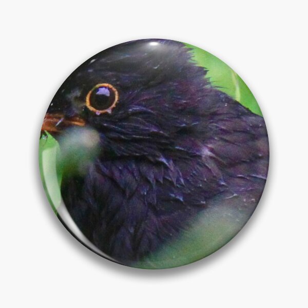 Item preview, Cute male blackbird  designed and sold by Ribster13.