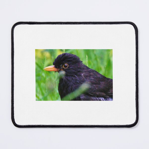 Item preview, Cute male blackbird designed and sold by Ribster13.