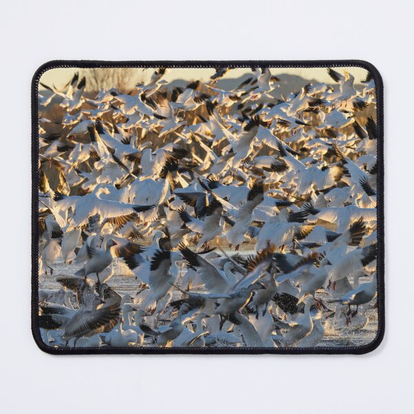 Item preview, Snow Geese take off designed and sold by Eivor Kuchta.
