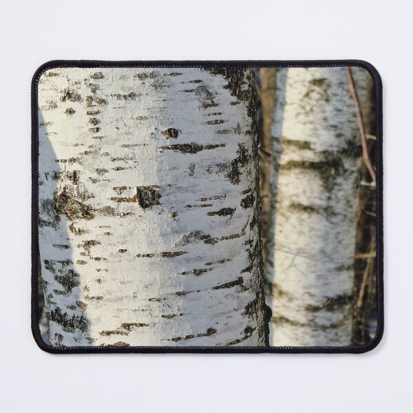 Item preview, Birch in Winter Light designed and sold by EndOfRainbowArt.