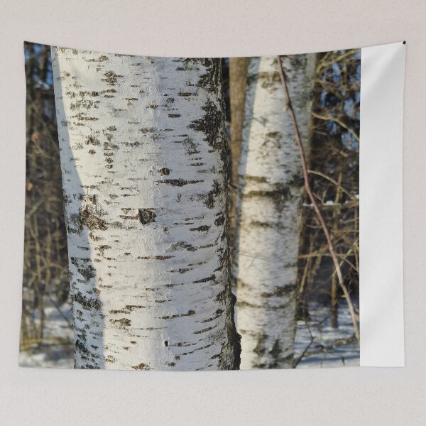 Item preview, Birch in Winter Light designed and sold by EndOfRainbowArt.