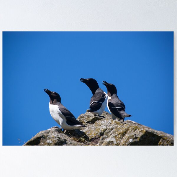 Item preview, Ninjas in feathers designed and sold by vfphoto.