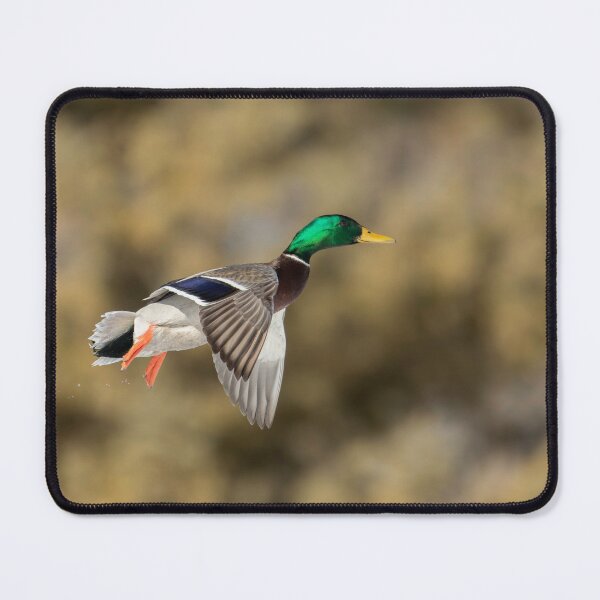 Item preview, Drake Mallard Duck in flight 2-1-2026 designed and sold by Thomasyoung.