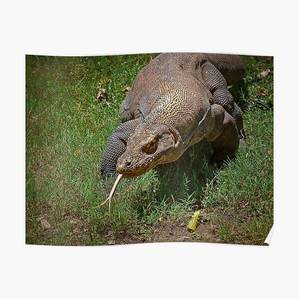 Komodo Posters Redbubble