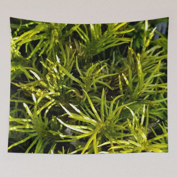 Item preview, Tree Moss designed and sold by bjtomiko.