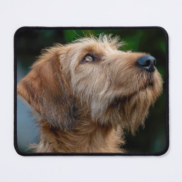 Item preview, Cute Griffon Fauve de Bretagne designed and sold by Elisabeth Lucas.