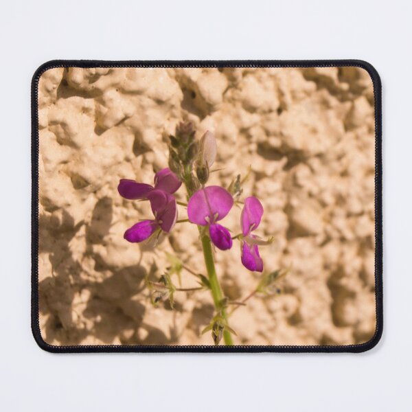 Item preview, Beggars lice or tick-trefoil designed and sold by ROSE ANN BANILAR.