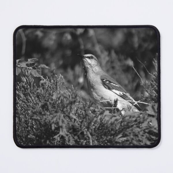Item preview, Mockingbird Resting Among Shrubs designed and sold by MercerImages.
