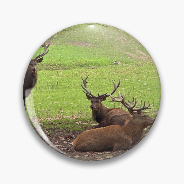 Item preview, Red Deer Stags designed and sold by Graz-Photos.