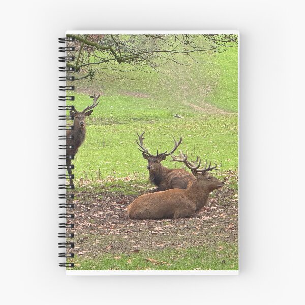 Item preview, Red Deer Stags designed and sold by Graz-Photos.