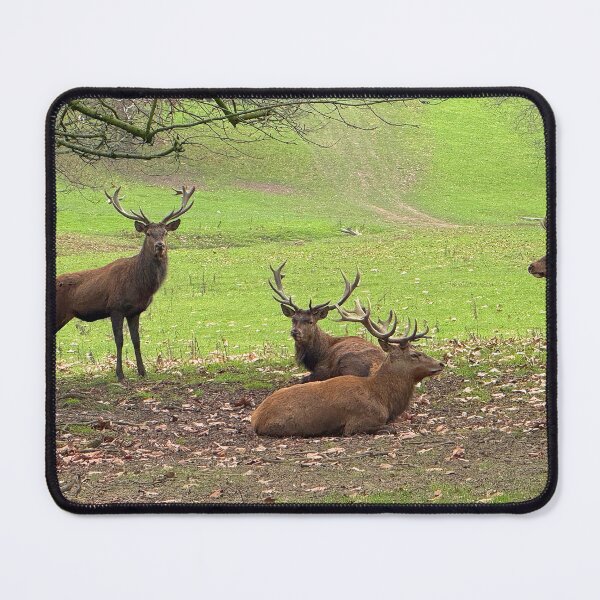 Item preview, Red Deer Stags designed and sold by Graz-Photos.