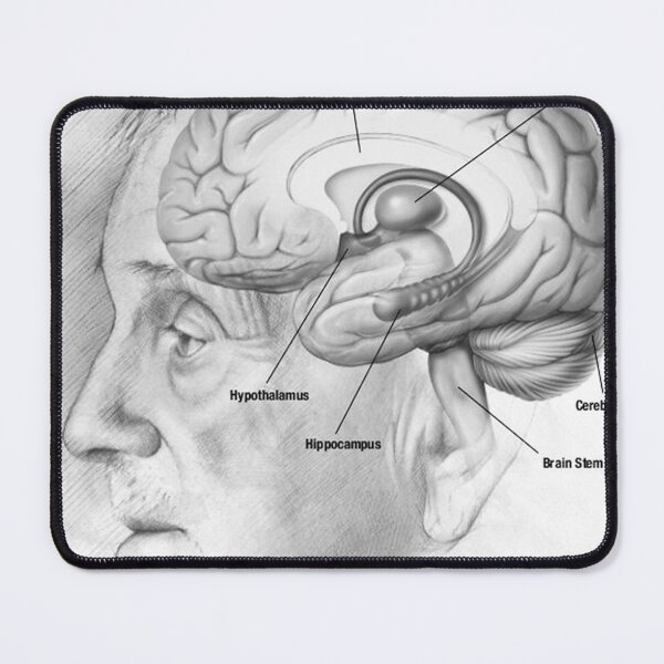Item preview, Human brain Anatomy National Institute on Aging designed and sold by LuluLeb.