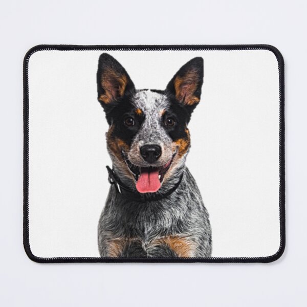 Item preview, Australian Cattle Dog Illustration designed and sold by NoxLand.
