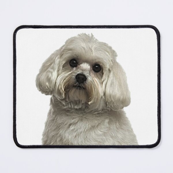 Item preview, The Adorable Maltese designed and sold by NoxLand.