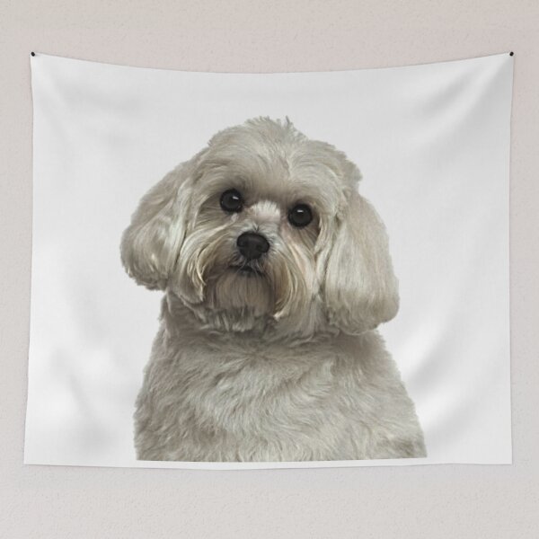 Item preview, The Adorable Maltese designed and sold by NoxLand.