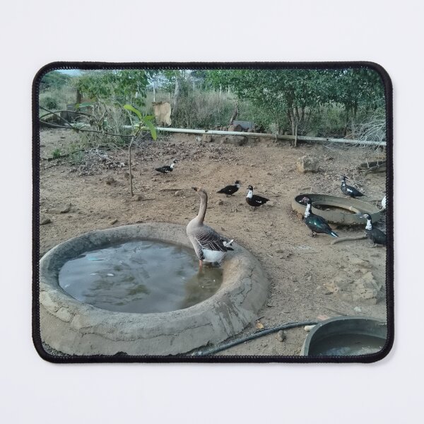 Item preview, Pacho the goose's coop and his duck friends designed and sold by Yesskathe.