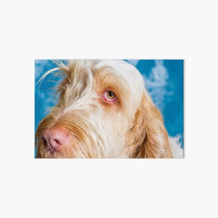 Delicate thoughts Spinone Art Board Print