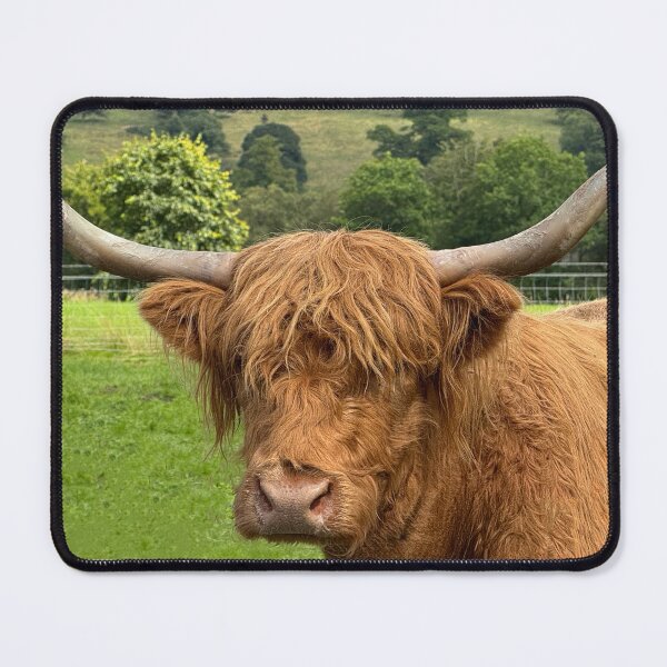 Item preview, Highland cow in  the Highlands , Scotland designed and sold by Photogold Photo Gifts.