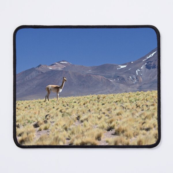 Item preview, Vicuña in Chile designed and sold by CadresSauvages.
