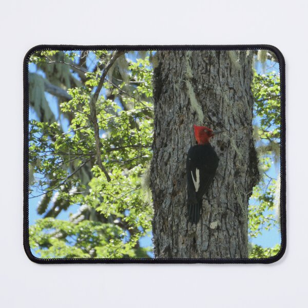 Item preview, Magellanic woodpecker designed and sold by CadresSauvages.