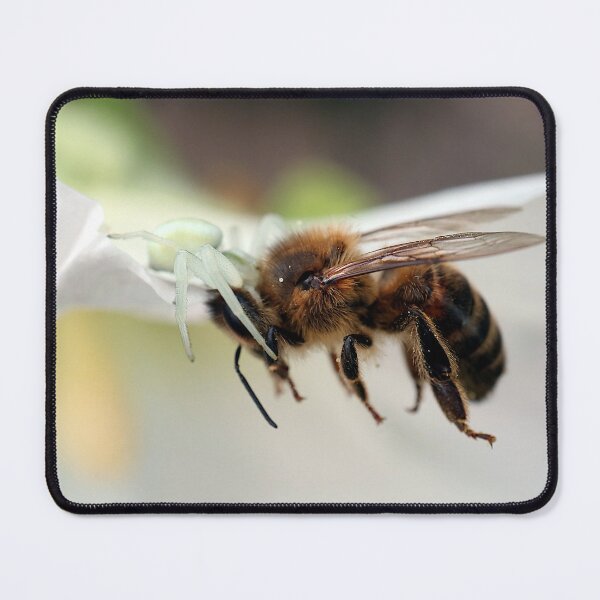 Item preview, Violent Nature - Crab spider hunts a honey bee designed and sold by HighEntorpyArt.
