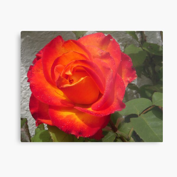 Joseph's Coat Rose Metal Print