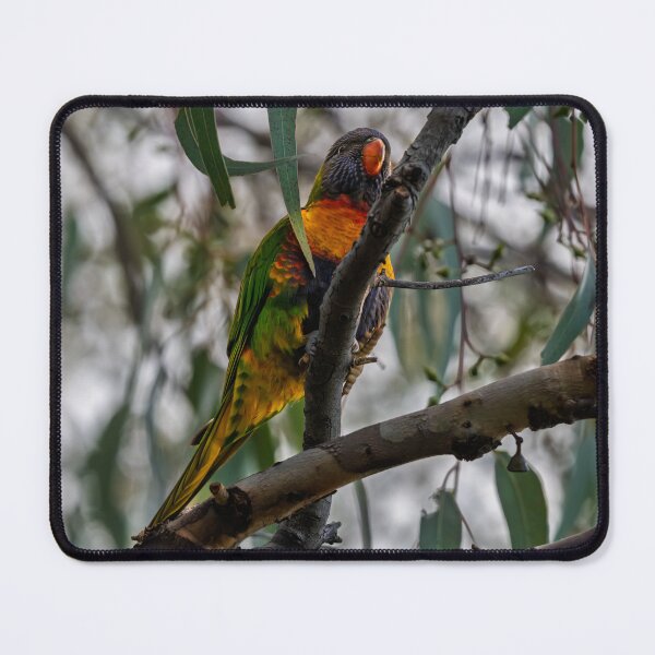 Item preview, Rainbow in the Canopy at Herdsman Lake designed and sold by Jan Fijolek.