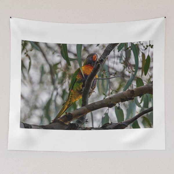 Item preview, Rainbow in the Canopy at Herdsman Lake designed and sold by Jan Fijolek.