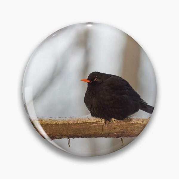 Item preview, Black one. Eurasian blackbird Winter 2026 designed and sold by Jouko Lehto Photography.