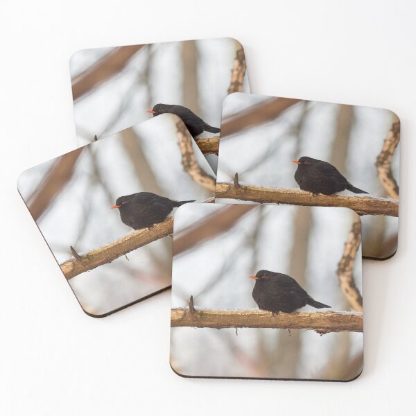Item preview, Black one. Eurasian blackbird Winter 2026 designed and sold by Jouko Lehto Photography.